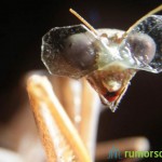 World’s Tiniest 3D Glasses on a Praying Mantis