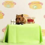 Hot Dog King Versus Tiny Hamster in a Hot Dog Eating Contest. Who Will Win?