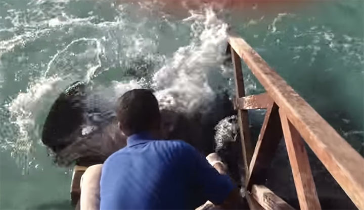 Stingray Jumps Out Of Water And Go To The Ramp For Food