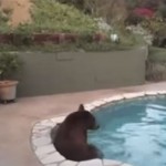 This Bear Knows How To Have A Good Time, Cooling Off In A Pool.