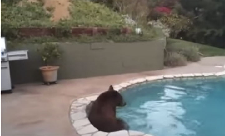 This Bear Knows How To Have A Good Time Cooling Off In A Pool