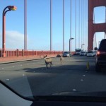 Two Deer Took A Stroll Across The Golden Gate Bridge During The Peak Hours