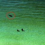 Unlike This Couple, You Should Run Out Of The Water When You See A Shark