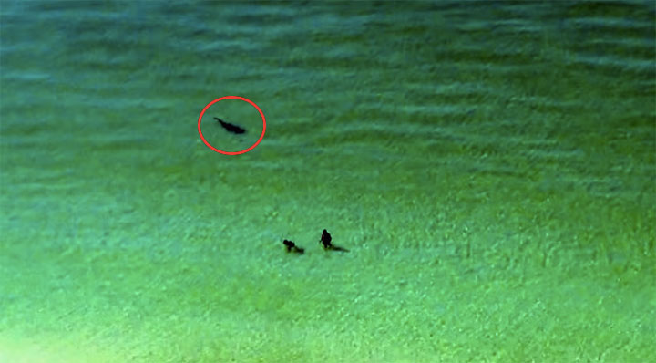 Unlike This Couple You Should Run Out Of The Water When You See A Shark