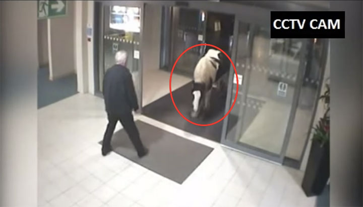 A Horse Walks Into The Police Station He Must Have Witnessed Something