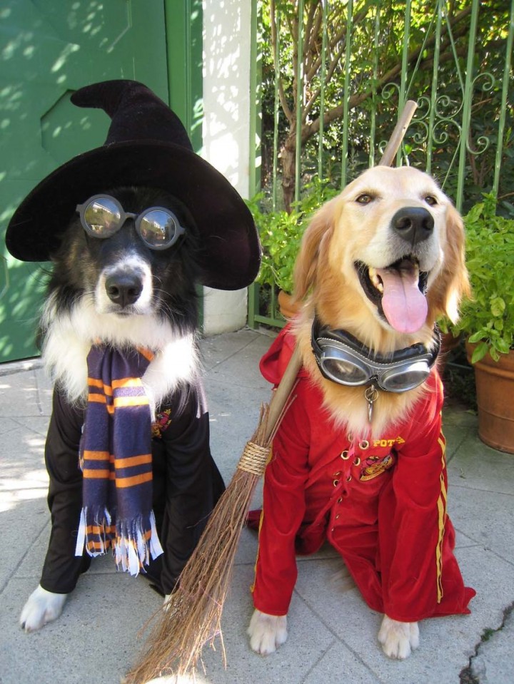 Cool Halloween Costume For Pets-14