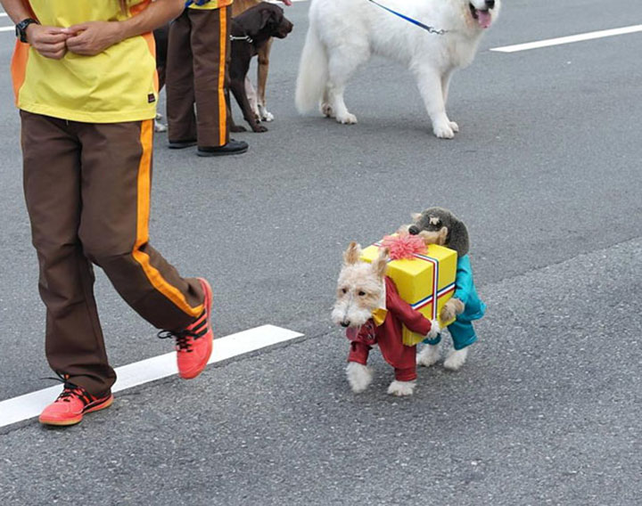 Cool Halloween Costume For Pets