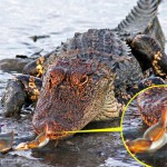 Crab Versus Alligator, Who Will Win? The Tiny Guy…No, Seriously.