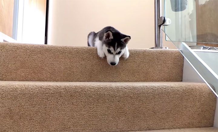 Cute Husky Puppy Trying To Overcome The Fear Of Stairs For The First Time