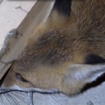 Fox Caught Stuck Behind A Coffee Machine Gets Rescued And Released