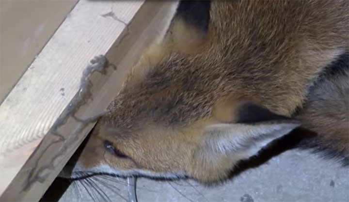 Fox Caught Stuck Behind A Coffee Machine Gets Rescued And Released