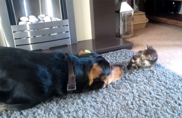 This Big Tough Guard Dog Is Trying To Play With A Tiny Kitten So Adorable