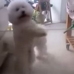 This Dog Knows How To Dance. Look At His Moves. Hilarious.