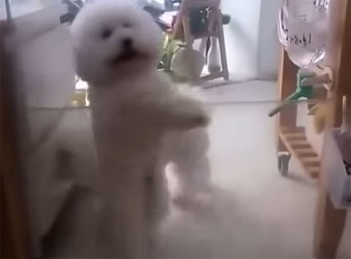 This Dog Really Knows How To Dance Look At His Moves Hilarious