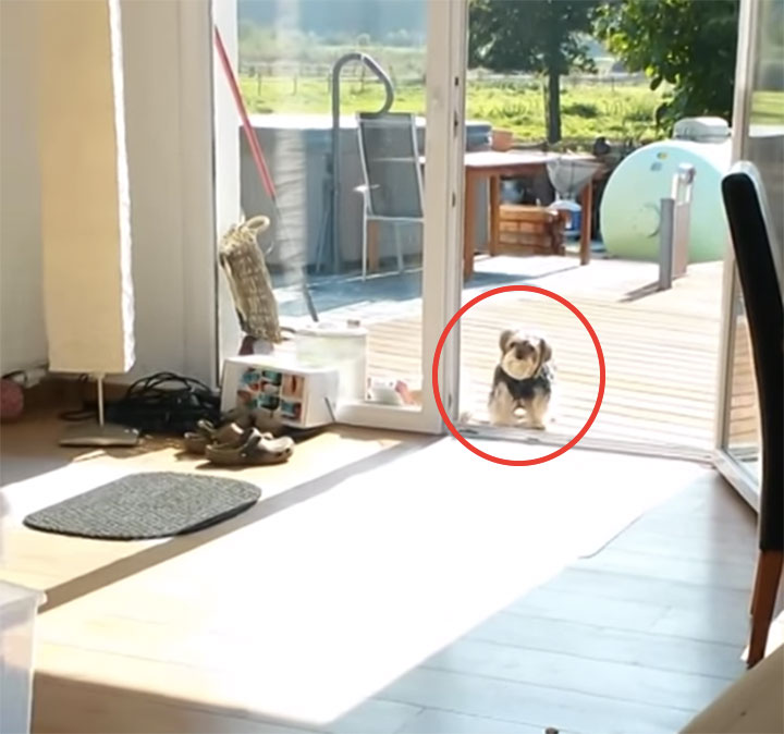 This Little Dog Waits Patiently For His Owner To Open The Patio Door Even Though Its Already Open Maybe Hell Realize One Day