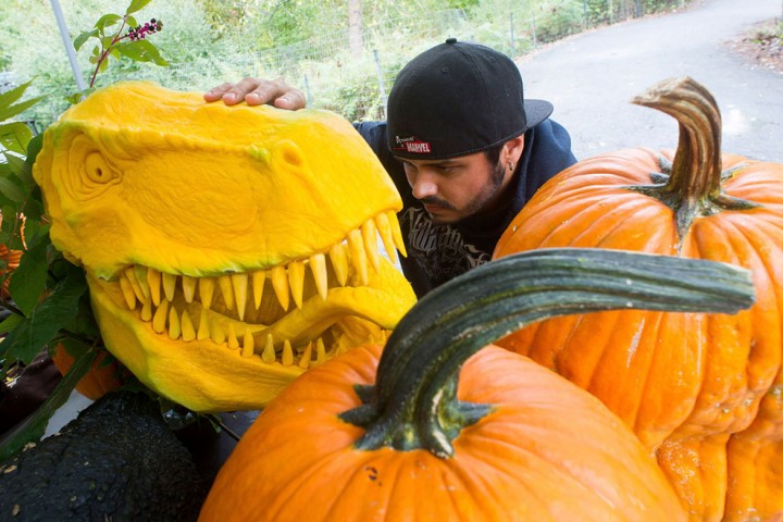 This Pumpkin Carver Carves A Tyrannosaurus Rex-05