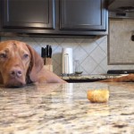 This Dog Is Trying To Get A Tater Tot From The Kitchen Table, But Seems To Be Out Of Reach For Him