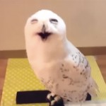 This Giggling Owl Will Brighten Up Your Day. Seriously, It Will Make You Laugh.