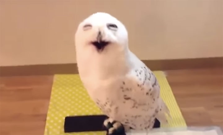 This Giggling Owl Will Brighten Up Your Day Seriously It Will Make You Laugh