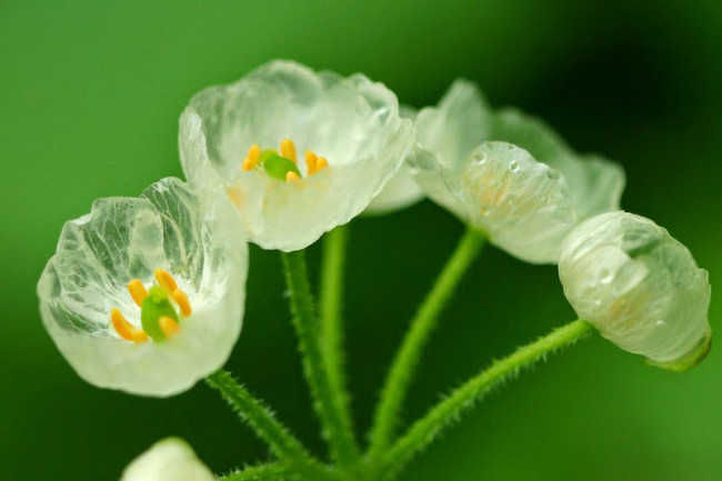 Transparent Flowers In The Rain This Is Truly Amazing-03