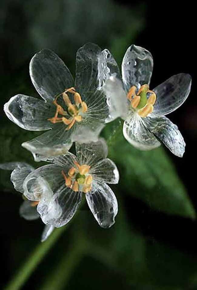 Transparent Flowers In The Rain This Is Truly Amazing-04