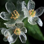 Transparent Flowers In The Rain. This Is Truly Amazing.