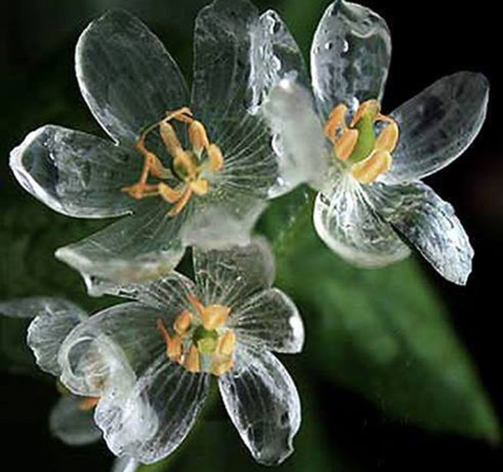 Transparent Flowers In The Rain This Is Truly Amazing