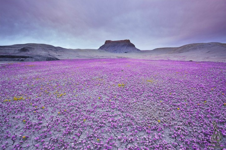 Unexpected Sight At Utah Desert That Only Lasted For Few Days-01