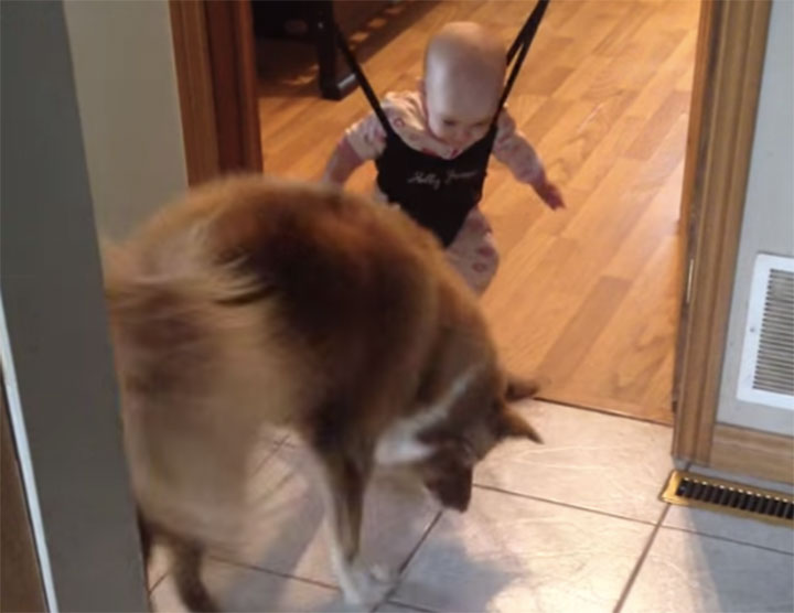 Watching A Baby In Her Jolly Jumper Is Adorable Wait Till You See The Dog Who Plays With Her Shadow