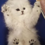 Cute 8-Week-Old Persian Kitten Practising Its Reflexes