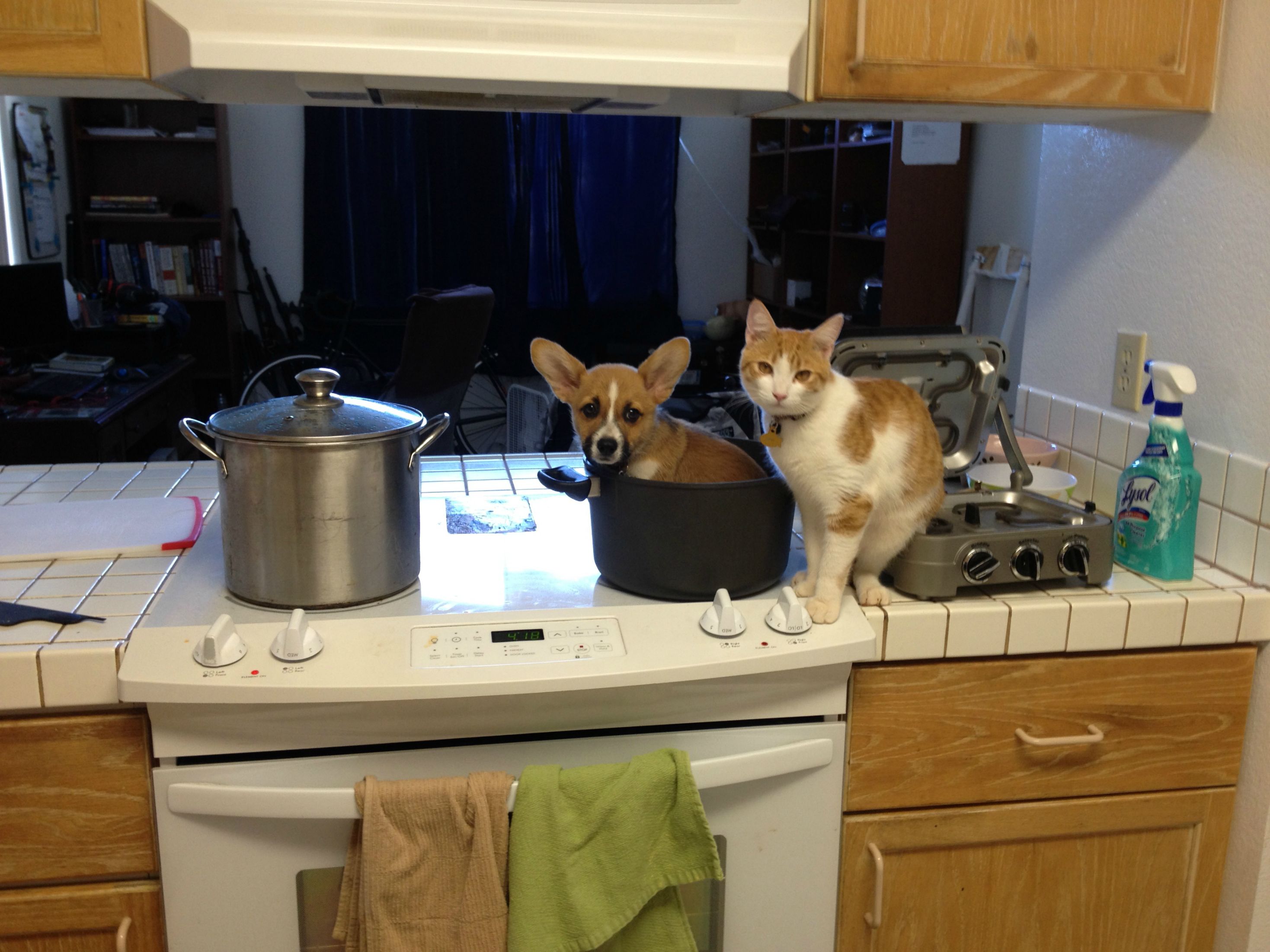 3 кота готовим. Смешные животные на кухне. Котик на кухне. Смешные котики на кухне. Прикольные.коты.на.кухне.