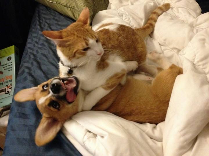 This Corgi Best Friend Is A Cat They Are Adorably Cute Together-02