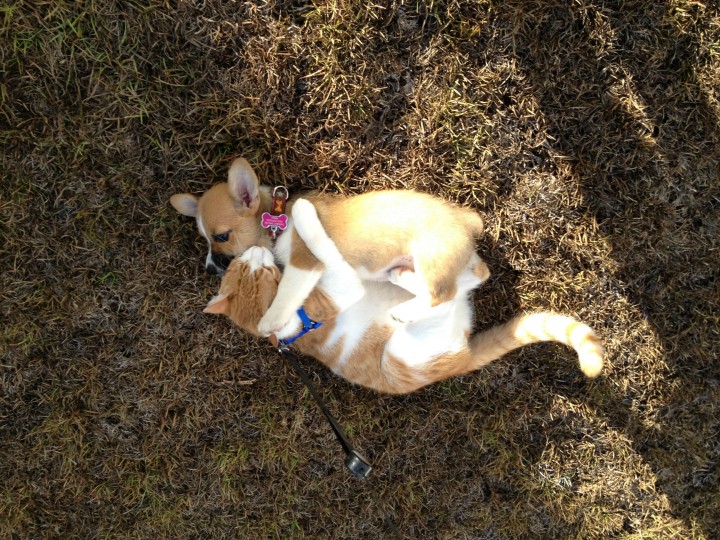 This Corgi Best Friend Is A Cat They Are Adorably Cute Together-03