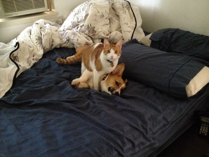 This Corgi Best Friend Is A Cat They Are Adorably Cute Together-06