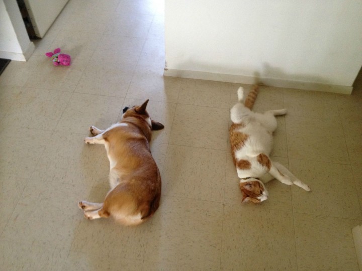 This Corgi Best Friend Is A Cat They Are Adorably Cute Together-09