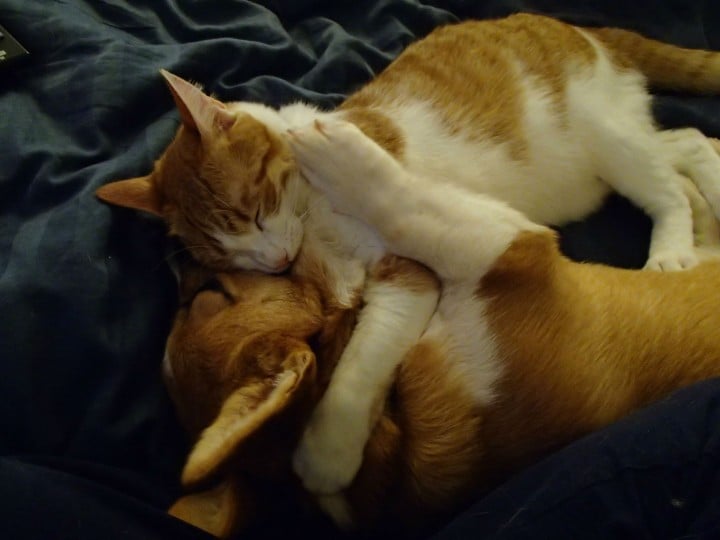 This Corgi Best Friend Is A Cat They Are Adorably Cute Together-10