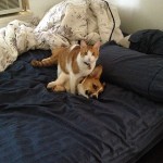 This Corgi’s Best Friend Is A Cat. They Are Adorably Cute Together.