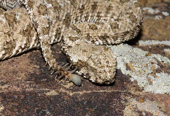 Beware This Creepy Crawly Spider Is Actually The Tail Of A Snake