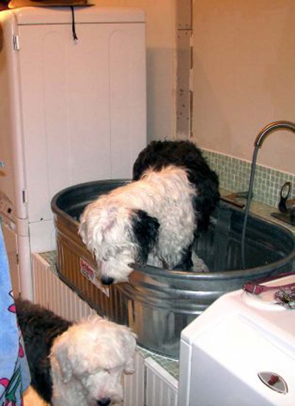 Brilliant Bathroom Ideas For Your Pet Dog-08