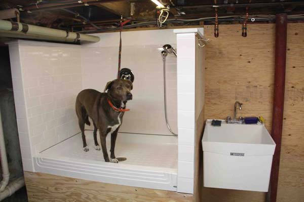 15 Brilliant Bathroom Ideas For Your Pet Dog