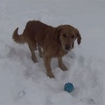 Dog Confused By His Squeaky Toy, And Has No Idea Where The Sound Came From