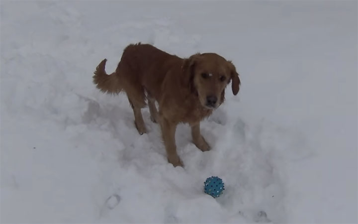 Dog Confused By His Squeaky Toy And Has No Idea Where The Sound Came From