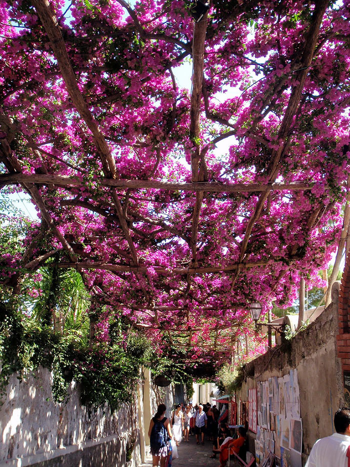 Mesmerizing Streets Shaded By Flowers And Trees-01