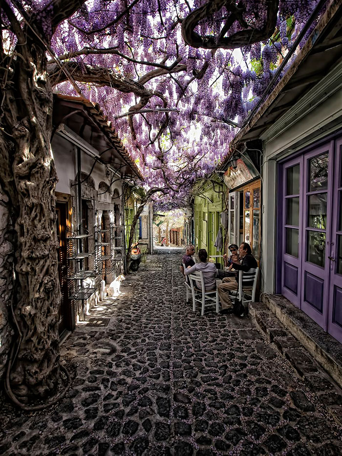 Mesmerizing Streets Shaded By Flowers And Trees-03