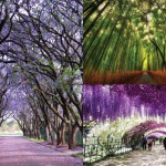 20 Mesmerizing Streets Shaded By Flowers And Trees