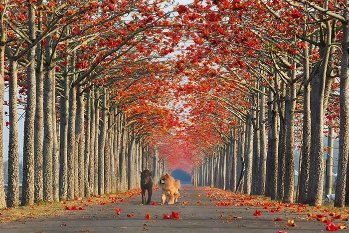 Mesmerizing Streets Shaded By Flowers And Trees-18