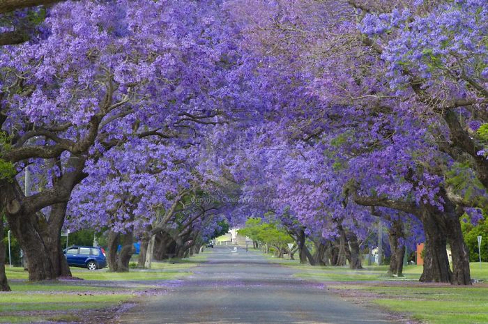 Mesmerizing Streets Shaded By Flowers And Trees-19