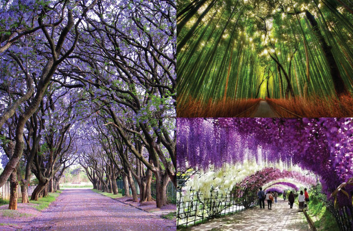 Mesmerizing Streets Shaded By Flowers And Trees