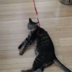 This Cat Gets To Go Out For A Walk, But You Won’t Believe How He Reacts To A Leash