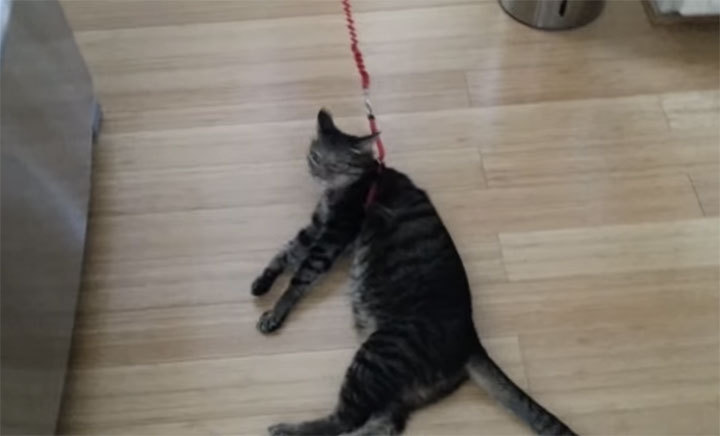 This Cat Gets To Go Out For A Walk But You Wont Believe How He React To A Leash